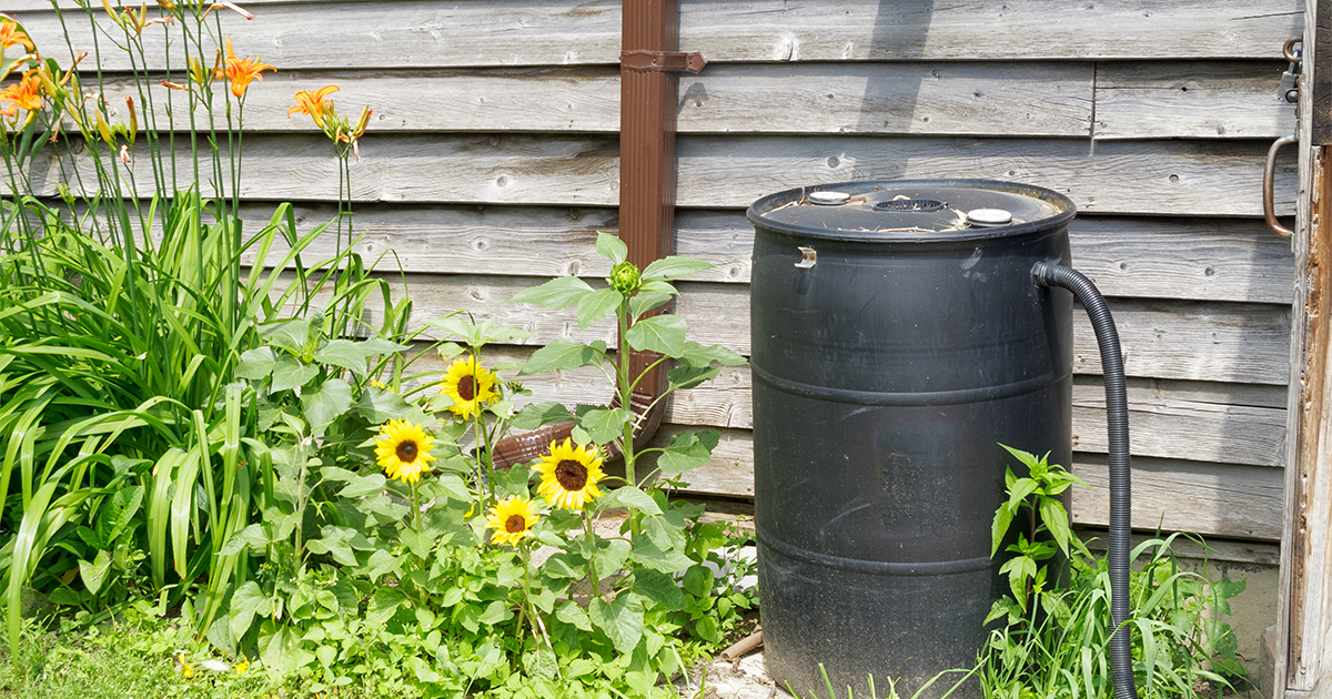 Tartaglione Announces Free Rain Barrel and Yard Tree Programs Coming to Frankford in November